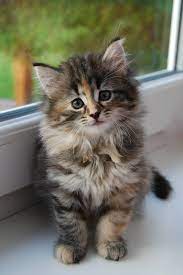 10 gambar cute kucing mata bulat paling comel di dunia bulatnye. Dunia Kucing Photos Facebook