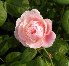 Tuscan Rose Rose Flowers Tuscan