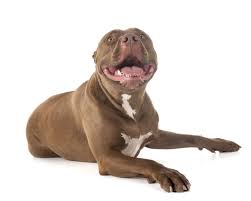 Red Nose Pitbull 101 What You Need To Know K9 Web