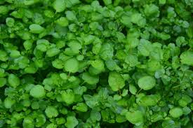 Image result for Nasturtium officinale