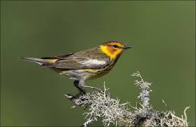 5 Tips For Spring Warbler Watching All About Birds All