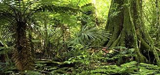 Carolina Custom Cages Reptile Habitat Background Rain Forest For 36lx18wx36h Terrarium 3 Sided Wraparound Jungle Forest Habitats Reptile Habitat