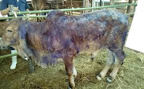 Loomaarst sepang, selangor, malaysia lahtiolekuajad makmal kesihatan awam veterinar bandar baru salak tinggi aadress kommentaare telefon veebisait. 42 Lembu Import Dari Thailand Dijangkiti Lsd Neotizen News