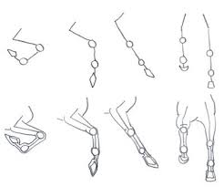 How To Draw Horses Legs The Easy Way Horse Drawings Animal Drawings Horses