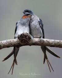 Ramakant Kulkarni On Instagram Couple Goals Crested Treeswift Male On The Left June 2019 Nuts About Birds Bird Brillian Bird Photography Bird Birds