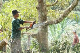 Penggabungan ini menjadikan kita (selangor) sebagai negeri yang mempunyai hutan paya gambut terbesar di semenanjung dan kedua atau ketiga. Kerajaan Negeri Ambil Alih Kebun Durian Haram Di Raub