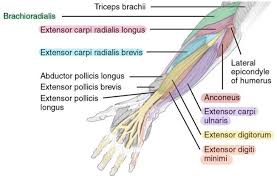 The antibrachial or forearm muscles may be divided into a volar and a dorsal group. 11 Muscles Of The Forearm Simplemed Learning Medicine Simplified