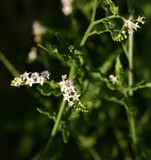 Image result for Heliotropium ciliatum
