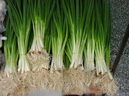 Check spelling or type a new query. Cara Menanam Daun Bawang Secara Hidroponik Bibitbunga Com