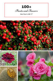 Check spelling or type a new query. 100 Plants And Flowers That Start With C Rock Garden Landscaping Cactus Garden Landscaping Plants