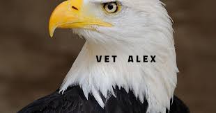 النسر الاصلع او الامريكي او نسر الرخماء كل المعلومات عنه The American Eagle Vets Animals Alex