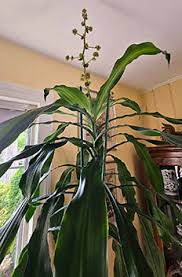 Image result for Dracaena fragrans