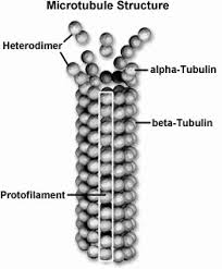Naturally, if they are the structural and functional unit of living, there has to be something peculiar about them? Https Www Sedelco Org Cms Lib02 Pa01001902 Centricity Domain 506 Bio 20cell 20structure 20and 20function 20chart 20and 20review Pdf
