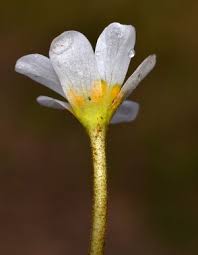 Image result for Cabombaceae