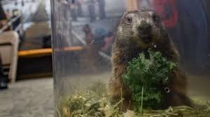 Maybe you would like to learn more about one of these? Murmeltiere Die Elf Lustigsten Bilder Der Pfiffigen Langschlafer Stern De