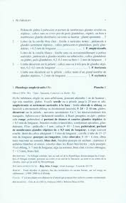 Image result for Plumbago ituriensis