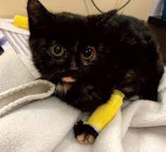 Feline Parvovirus Infection Recognition Treatment And Prevention In The Shelter International Cat Care