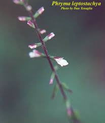 Image result for Fuirena leptostachya