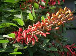 Image result for Erythrina crista-galli