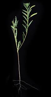 Image result for Chamaecrista zambesica