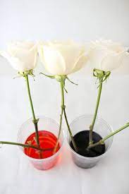 Fruity fin diy tie dye ideas. How To Dye Flowers Rainbow Create Multicolored Roses