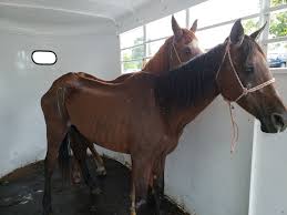 Hi i have a horse coming to me tonight that i would class as being close to emaciated, shes very thin but healthy coat and bright spirited when ridden she seems happy to respond and has a lovely pace and doesnt take much encouraging. Emaciated Horses Hadn T Eaten In Months Before Rescue By Horse Haven Treatment By Ut