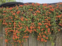 Image result for Bignonia