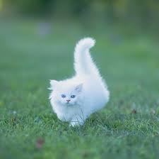 12 Curious White Cat Facts to Know Before Adopting One