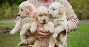 We have been rescuing golden retrievers since 1998 and operate in the state of arizona. 5 Best Golden Retriever Rescues In Arizona 2021 We Love Doodles