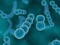 What Are Infectious Diseases Facts Yourgenome Org