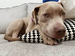 The pitbull lab mix is a cross between the loving and amiable labrador retriever and the loyal american pit bull terrier. Pit Bull Weimaraner Mix The Pittmaraner And Weimar Bully