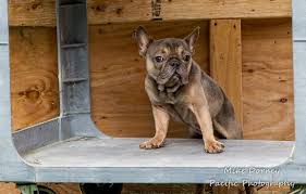 See more of south florida french bulldogs on facebook. 78 Bulldogs Many In Poor Health Seized From Suspected Breeder In Westminster Orange County Register
