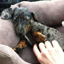 Black And Tan Silver Dapple Dachshund Pin By Michelle Byers On Animals Dapple Dachshund Silver Dapple Dachshund Dachshund Love