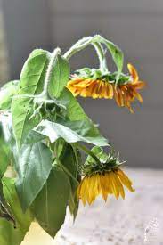 How To Dry Sunflowers Dried Sunflowers Sunflower Head How To Preserve Flowers