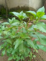 Image result for Ocimum gratissimum