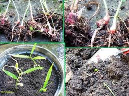 Nonatani akan membahas cara budidaya jahe dalam skala kecil. Seni Berkebun Menanam Jahe Merah Dalam Pot Di Pekarangan Mini Halaman 1 Kompasiana Com