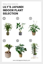 Spathiphyllum Plant Nasa Air Purifier