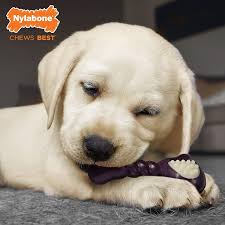 How i love his little pink nose i think he's waiting to come home with me. 25 Best Amazon Subscribe And Save Puppy Products