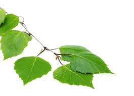 Entdecke eine große auswahl an lokalen & aktuellen immobilienangeboten von privat & makler. Service Wohnen Birkenhof Betreutes Wohnen In Bad Wildungen