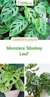 Monstera Monkey Leaf Trendige Zimmerpflanze Pflanzen Zimmerpflanzen Garten Pflanzen