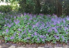Image result for Plectranthus alboviolaceus