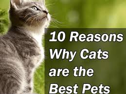 Dogs are considered a man's best friend. 10 Reasons Why Cats Are The Best Pets Pethelpful