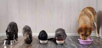 That leaves you with more energy to spend having fun with your why are pet meds so expensive at the vet? The Animal Pharmacy Australia S Founding Animal Pharmacy