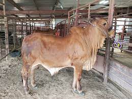 Brahman Cattle For Sale Home Facebook