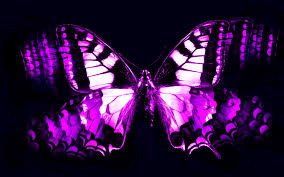 Black And Purple Butterfly Wallpaper Animated Beautiful Purple Butterflies Purple Butterfly Purple Butterfly Wallpaper Purple Butterfly Butterfly Wallpaper