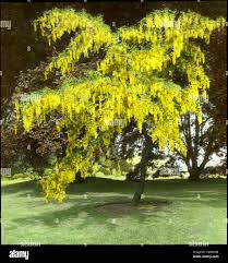 Image result for Laburnum
