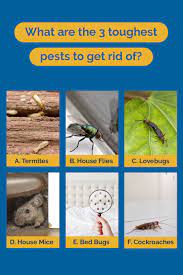 Get a free estimate online from top local home service pros in your area. 3 Toughest Pests To Get Rid Of Pests Pest Control Pest Prevention