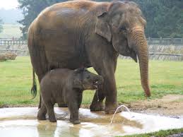 Zsl whipsnade zoo formerly known as a whipsnade wild animal park is a zoo and safari park in come take a 4k tour around zsl whipsnade with us as we check out their zoo, see what animals. Aubrey Park Whipsnade Zoo