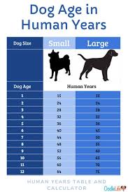 Check spelling or type a new query. Calculator Dog Years For Small Dogs Conversion Table And Best Dog To Human Age Formula Oodle Life