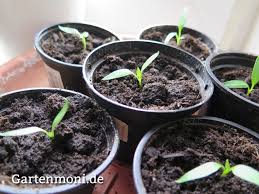 Paprika Und Chilies Ansaen Und Pikieren Gartenmoni Altes Wissen Bewahren Paprika Pflanzen Pflanzensamen Pflanzen